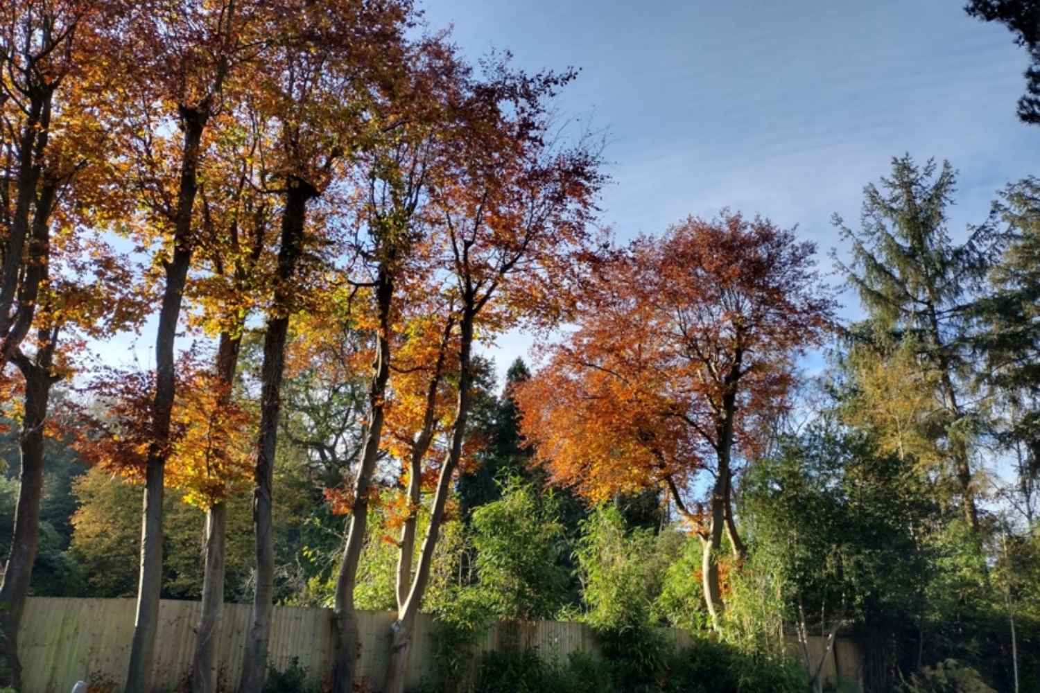 Glorious autumn colour in the garden